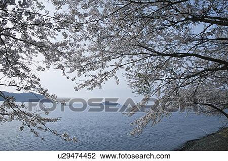 Stock Image - Cherry blossoms and Chikubu island, Shiga Prefecture, Honshu, Japan. Fotosearch