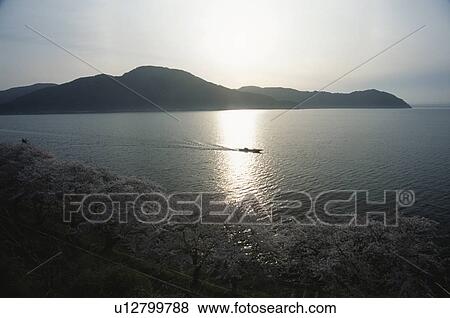 Stock Photo - Cherry blossoms and Chikubu island, Shiga Prefecture, Honshu, Japan. Fotosearch