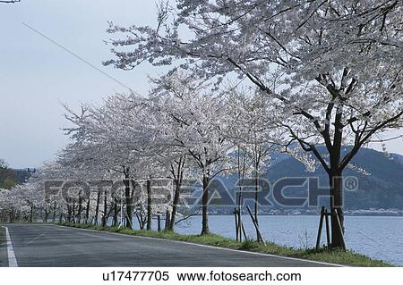 Cherry blossoms and Chikubu island, Shiga Prefecture, Honshu, Japan View Large Photo Image Stock Photography - Cherry blossoms and Chikubu island, Shiga Prefecture, Honshu, Japan. Fotosearch