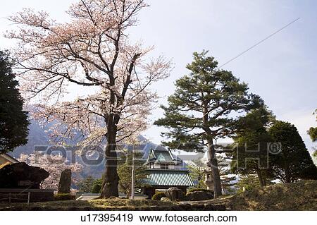 Stock Photo - Cherry blossoms and Kamioka Castle, Gifu Prefecture, Honshu, Japan. Fotosearch
