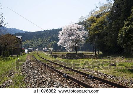 Stock Image - Cherry blossoms and Kuzuryu railroad track, Fukui Prefecture, Honshu, Japan. Fotosearch
