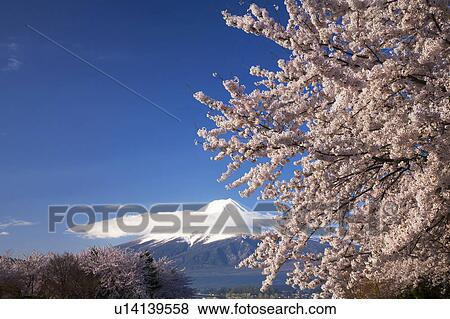 Stock Photo - Cherry blossoms and Mt. Fuji, Yamanashi Prefecture, Honshu, Japan. Fotosearch