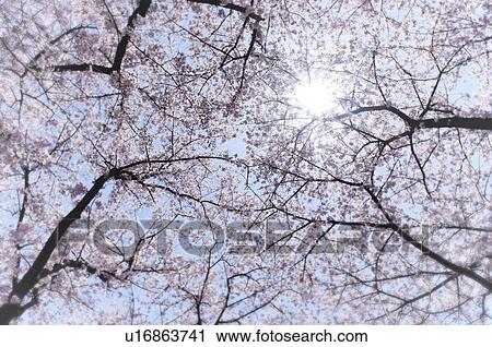 Stock Image - Cherry blossoms and sun, Kyoto Prefecture, Honshu, Japan. Fotosearch