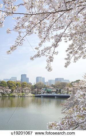 Cherry blossoms at Chidorigafuchi, Tokyo Prefecture, Honshu, Japan View Large Photo Image Stock Photo - Cherry blossoms at Chidorigafuchi, Tokyo Prefecture, Honshu, Japan. Fotosearch