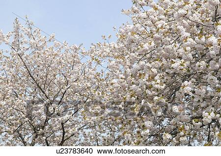 Stock Image - Cherry blossoms at Hiruzen Highlands, Okayama Prefecture, Honshu, Japan. Fotosearch