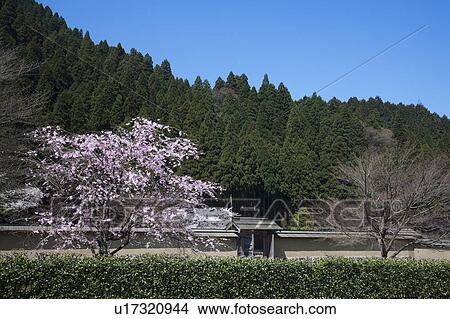 Picture - Cherry blossoms at Ichijyo-tani Asakura ruins, Fukui Prefecture, Honshu, Japan. Fotosearch