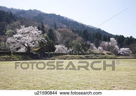 Cherry blossoms at Ichijyo-tani Asakura ruins, Fukui Prefecture, Honshu, Japan View Large Photo Image Picture - Cherry blossoms at Ichijyo-tani Asakura ruins, Fukui Prefecture, Honshu, Japan. Fotosearch