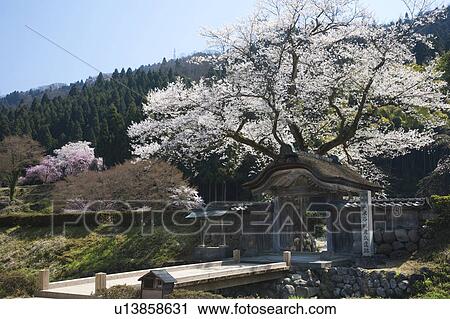 Cherry blossoms at Ichijyo-tani Asakura ruins, Fukui Prefecture, Honshu, Japan View Large Photo Image Stock Image - Cherry blossoms at Ichijyo-tani Asakura ruins, Fukui Prefecture, Honshu, Japan. Fotosearch