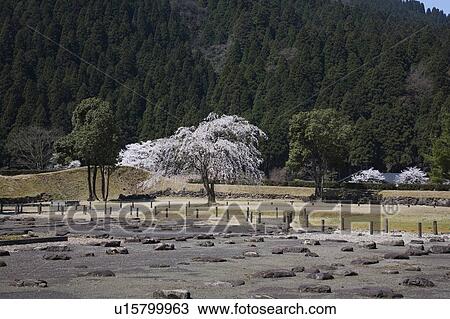 Cherry blossoms at Ichijyo-tani Asakura ruins, Fukui Prefecture, Honshu, Japan View Large Photo Image Stock Image - Cherry blossoms at Ichijyo-tani Asakura ruins, Fukui Prefecture, Honshu, Japan. Fotosearch