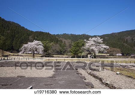 Cherry blossoms at Ichijyo-tani Asakura ruins, Fukui Prefecture, Honshu, Japan View Large Photo Image Stock Image - Cherry blossoms at Ichijyo-tani Asakura ruins, Fukui Prefecture, Honshu, Japan. Fotosearch