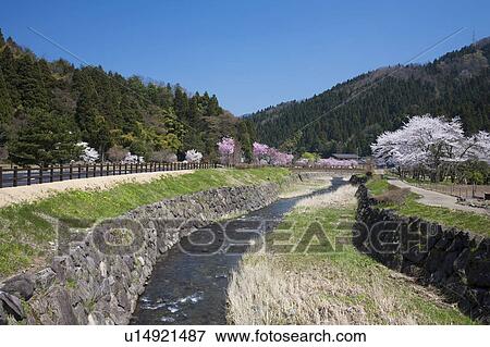 Stock Photo - Cherry blossoms at Ichijyo-tani Asakura ruins, Fukui Prefecture, Honshu, Japan. Fotosearch