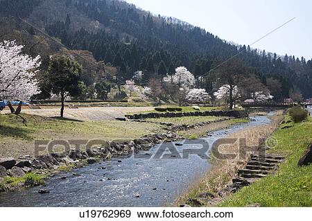 Stock Photo - Cherry blossoms at Ichijyo-tani Asakura ruins, Fukui Prefecture, Honshu, Japan. Fotosearch