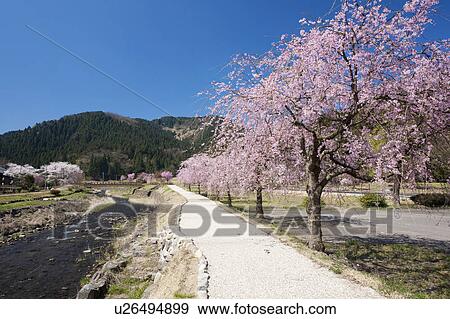 Stock Photo - Cherry blossoms at Ichijyo-tani Asakura ruins, Fukui Prefecture, Honshu, Japan. Fotosearch