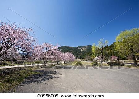 Cherry blossoms at Ichijyo-tani Asakura ruins, Fukui Prefecture, Honshu, Japan View Large Photo Image Stock Photo - Cherry blossoms at Ichijyo-tani Asakura ruins, Fukui Prefecture, Honshu, Japan. Fotosearch