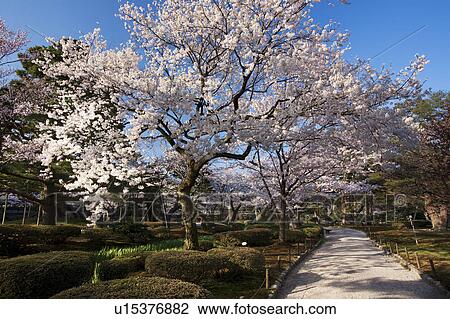 Stock Image - Cherry blossoms at Kenroku Garden, Ishikawa Prefecture, Honshu, Japan. Fotosearch