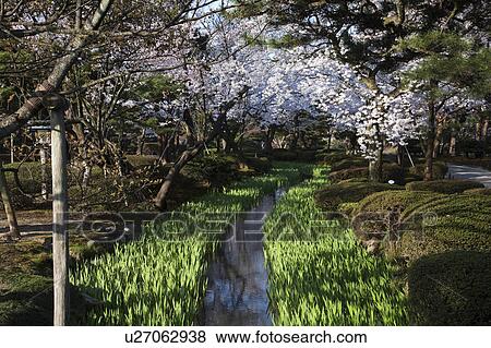 Stock Photo - Cherry blossoms at Kenroku Garden, Ishikawa Prefecture, Honshu, Japan. Fotosearch