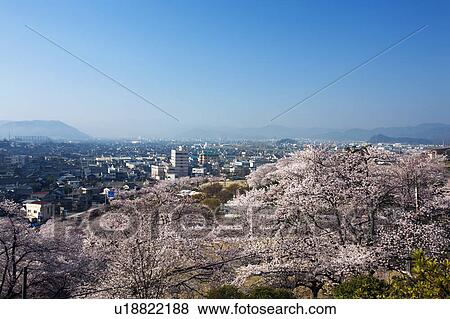 Stock Photo - Cherry blossoms at Nishiyama Park and cityscape of Sabae city, Fukui Prefecture, Hosnhu, Japan. Fotosearch