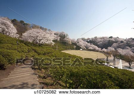Cherry blossoms at Nishiyama Park, Fukui Prefecture, Hosnhu, Japan View Large Photo Image Stock Image - Cherry blossoms at Nishiyama Park, Fukui Prefecture, Hosnhu, Japan. Fotosearch