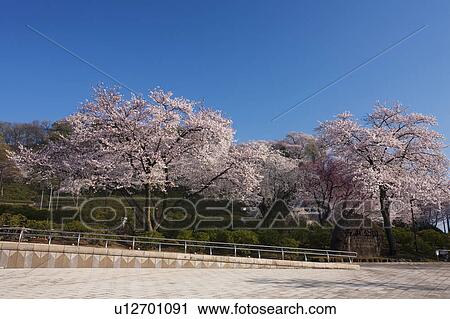 Cherry blossoms at Nishiyama Park, Fukui Prefecture, Hosnhu, Japan View Large Photo Image Stock Image - Cherry blossoms at Nishiyama Park, Fukui Prefecture, Hosnhu, Japan. Fotosearch
