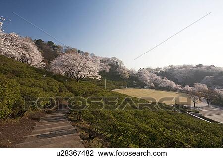 Stock Image - Cherry blossoms at Nishiyama Park, Fukui Prefecture, Hosnhu, Japan. Fotosearch