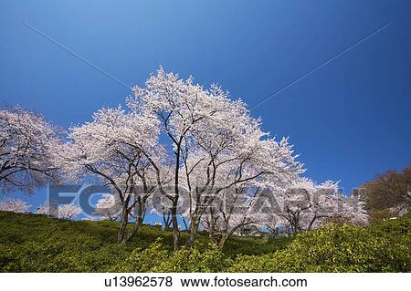 Cherry blossoms at Nishiyama Park, Fukui Prefecture, Hosnhu, Japan View Large Photo Image Stock Photo - Cherry blossoms at Nishiyama Park, Fukui Prefecture, Hosnhu, Japan. Fotosearch