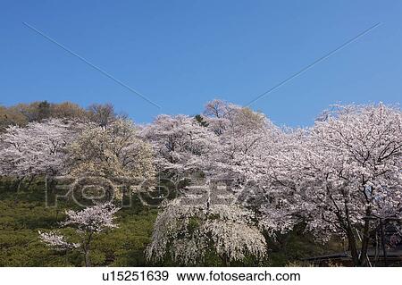 Stock Photo - Cherry blossoms at Nishiyama Park, Fukui Prefecture, Hosnhu, Japan. Fotosearch