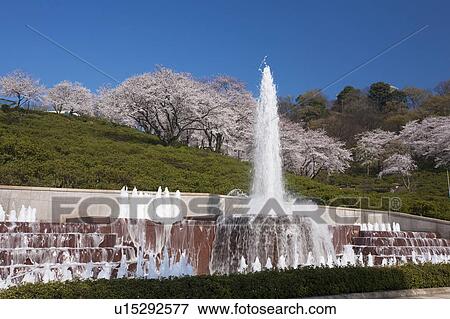Stock Photo - Cherry blossoms at Nishiyama Park, Fukui Prefecture, Hosnhu, Japan. Fotosearch