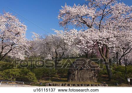 Stock Photo - Cherry blossoms at Nishiyama Park, Fukui Prefecture, Hosnhu, Japan. Fotosearch