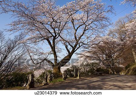 Stock Photo - Cherry blossoms at Nishiyama Park, Fukui Prefecture, Hosnhu, Japan. Fotosearch
