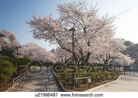 Cherry blossoms at Nishiyama Park, Fukui Prefecture, Hosnhu, Japan View Large Photo Image Stock Photo - Cherry blossoms at Nishiyama Park, Fukui Prefecture, Hosnhu, Japan. Fotosearch