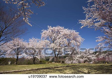 Stock Photo - Cherry blossoms at Ohkusajyoushi park, Nagano Prefecture, Honshu, Japan. Fotosearch