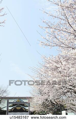 Stock Photo - Cherry blossoms at Yasukuni shrine, Tokyo Prefecture, Honshu, Japan. Fotosearch
