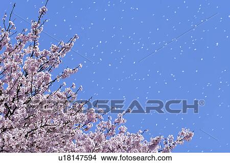 Picture - Cherry blossoms, Kyoto Prefecture, Honshu, Japan. Fotosearch