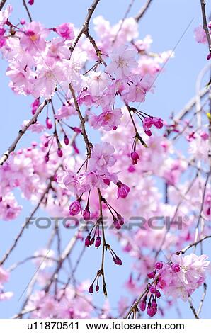 Stock Image - Cherry blossoms, Kyoto Prefecture, Honshu, Japan. Fotosearch