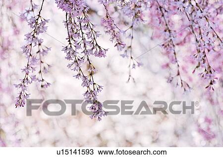 Cherry blossoms, Kyoto Prefecture, Honshu, Japan View Large Photo Image Stock Image - Cherry blossoms, Kyoto Prefecture, Honshu, Japan. Fotosearch