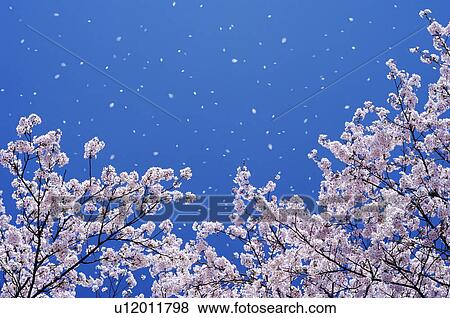 Stock Photo - Cherry blossoms, Kyoto Prefecture, Honshu, Japan. Fotosearch