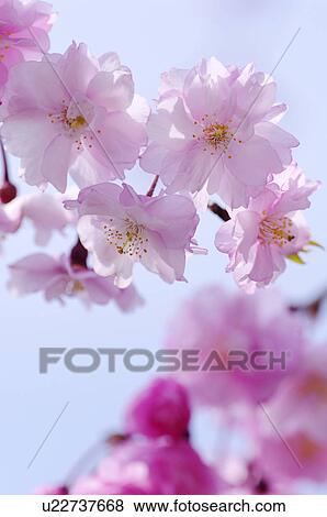 Cherry blossoms, Kyoto Prefecture, Honshu, Japan View Large Photo Image Stock Photo - Cherry blossoms, Kyoto Prefecture, Honshu, Japan. Fotosearch