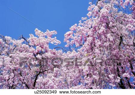 Cherry blossoms, Kyoto Prefecture, Honshu, Japan View Large Photo Image Stock Photo - Cherry blossoms, Kyoto Prefecture, Honshu, Japan. Fotosearch