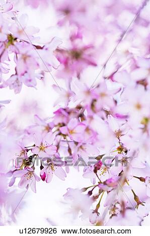 Cherry blossoms, Kyoto Prefecture, Honshu, Japan View Large Photo Image Stock Photograph - Cherry blossoms, Kyoto Prefecture, Honshu, Japan. Fotosearch