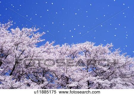 Stock Photography - Cherry blossoms, Kyoto Prefecture, Honshu, Japan. Fotosearch