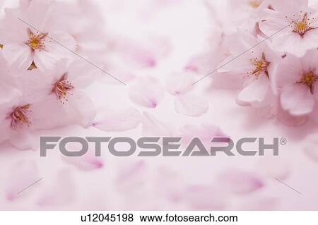 Stock Photo - Cherry Blossoms. Fotosearch
