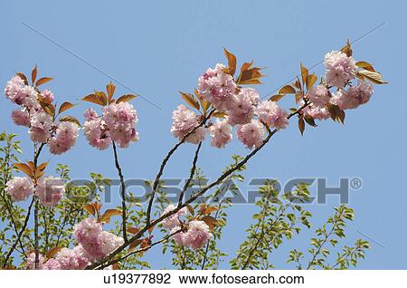Stock Image - Cherry blossoms, Totori Prefecture, Honshu, Japan. Fotosearch