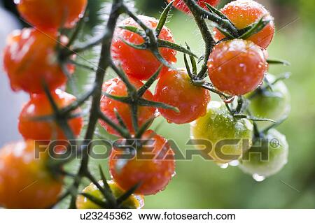 Cherry tomatoes on plant View Large Photo Image Stock Image - Cherry tomatoes on plant. Fotosearch