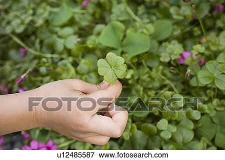 Stock Photo - Child holding a four leaf clover. Fotosearch