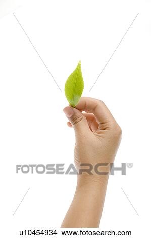 Picture - Child holding a green leaf. Fotosearch