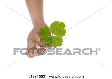 Child holding a green leaf View Large Photo Image Stock Image - Child holding a green leaf. Fotosearch