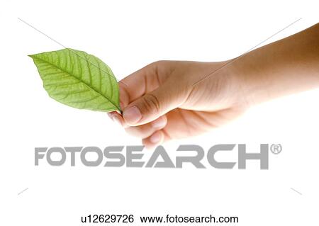 Child holding a green leaf View Large Photo Image Stock Photograph - Child holding a green leaf. Fotosearch