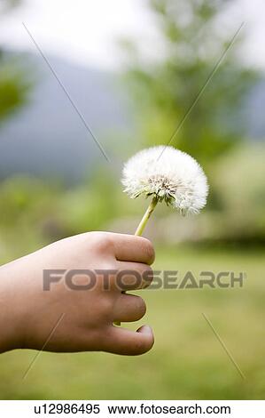 Child holding dandelion View Large Photo Image Stock Photography - Child holding dandelion . Fotosearch