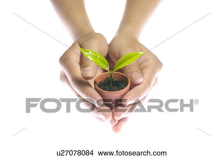 Picture - Child holding potted plant. Fotosearch