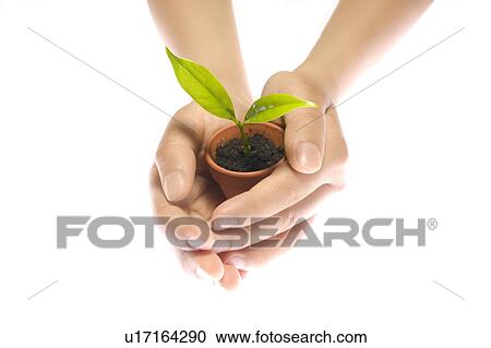 Child holding potted plant View Large Photo Image Stock Image - Child holding potted plant. Fotosearch